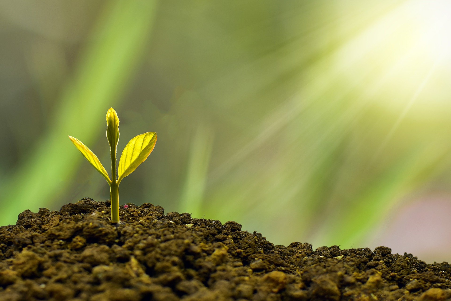 A small green sprout in a pile of dirt